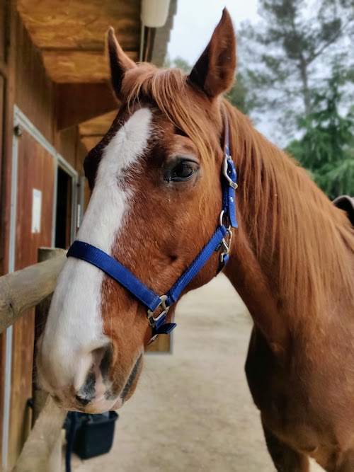 trotteur français 21 ans