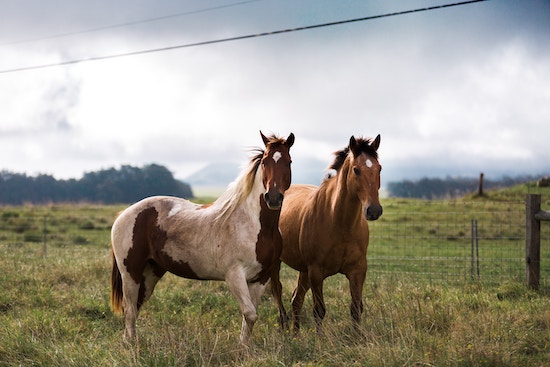 entretien cheval mensuel au pre
