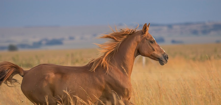 combien coute un cheval par mois