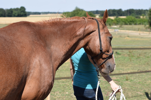 combien coute un cheval de balade