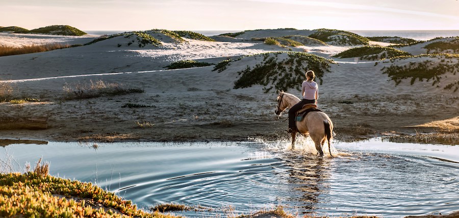 Prix d’un cheval de balade : guide complet pour les cavaliers d&rsquo;extérieur
