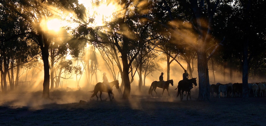 Trouver un compagnon de randonnée dans son écurie : 6 actions à tester