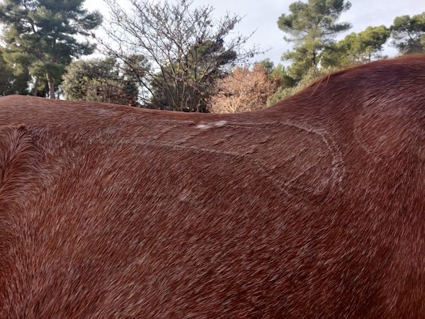 saddle fitter taille selle dos cheval