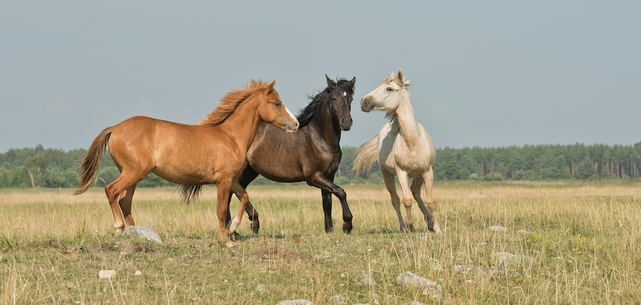 achat cheval promenade