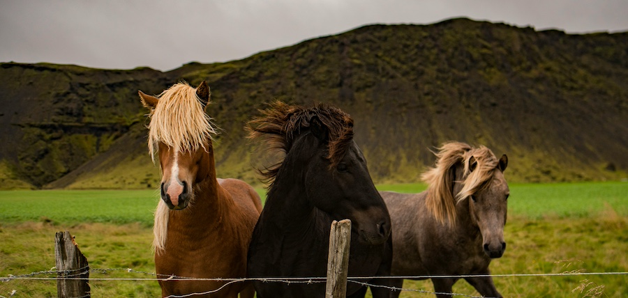Cheval stressé en balade : et si c’était le vent ?