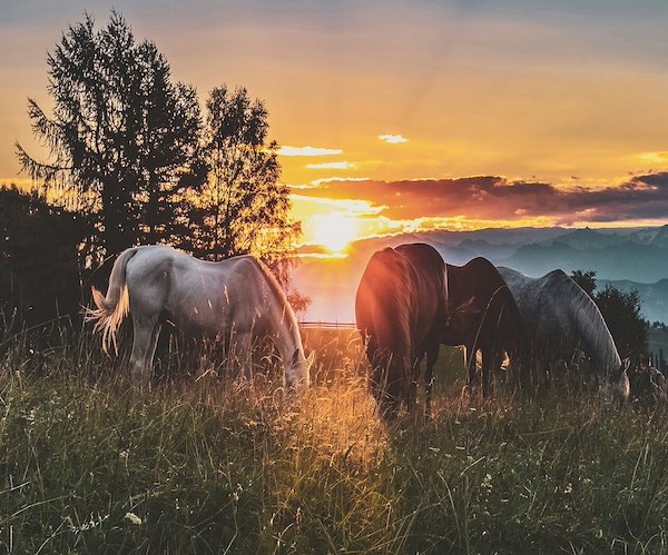 pré chevaux coucher de soleil