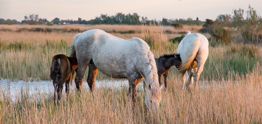 balade a cheval saintes-maries-de-la-mer