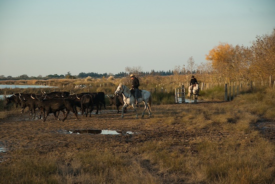 transhumance taureaux camargue