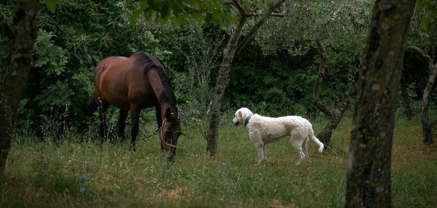 Cheval chiens en balade : 17 astuces pour rassurer son cheval