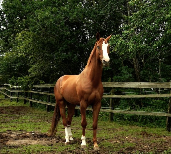 instinct proie cheval