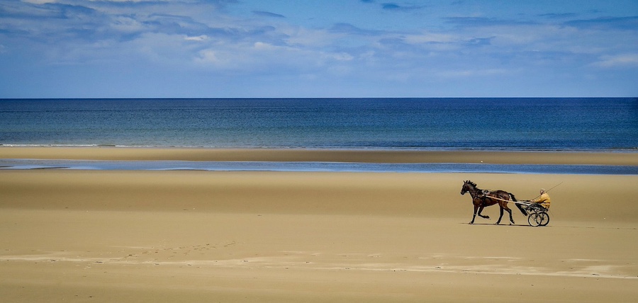 trotteur français reforme a vendre