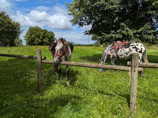 pause chevaux sud est manceau