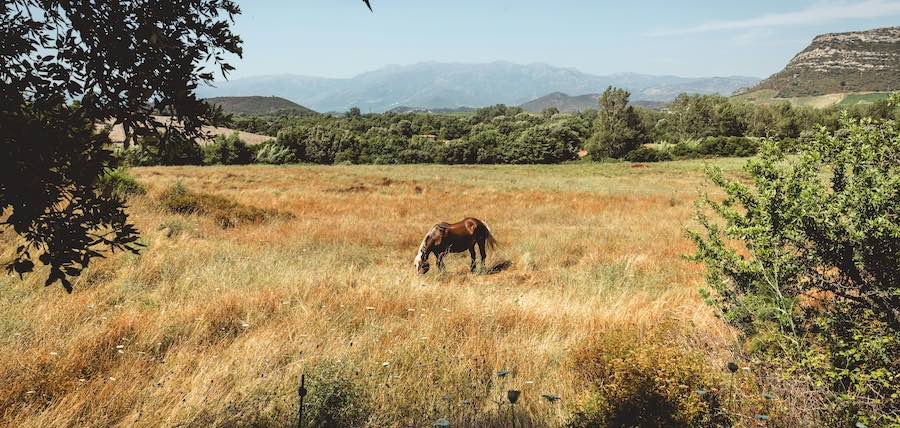 Balade à cheval Corse : 10 adresses incontournables en Haute Corse
