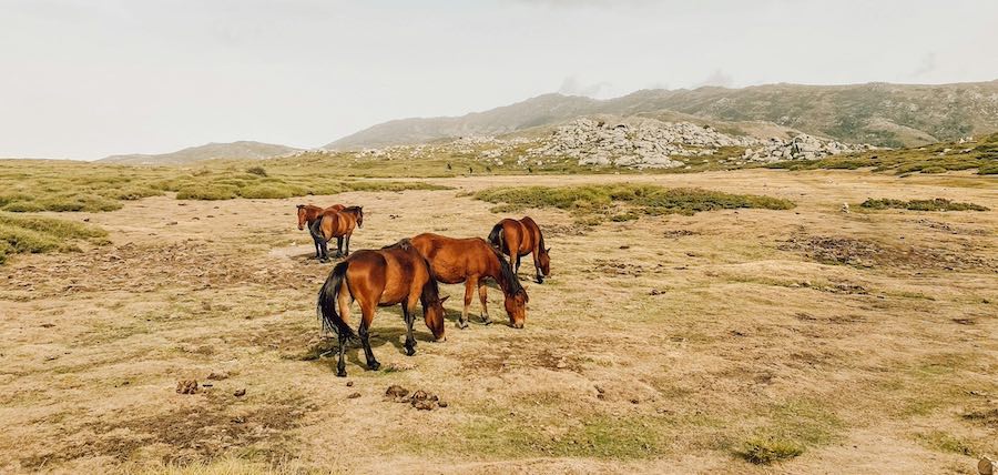 balade a cheval corse du sud