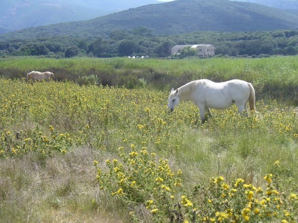 chevaux cap corse