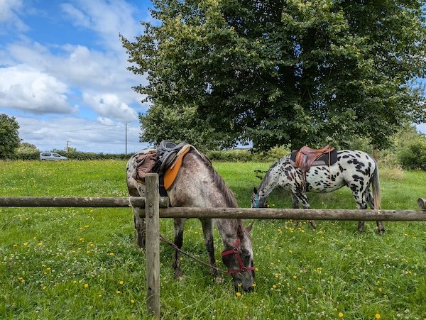 pause chevaux sarthe
