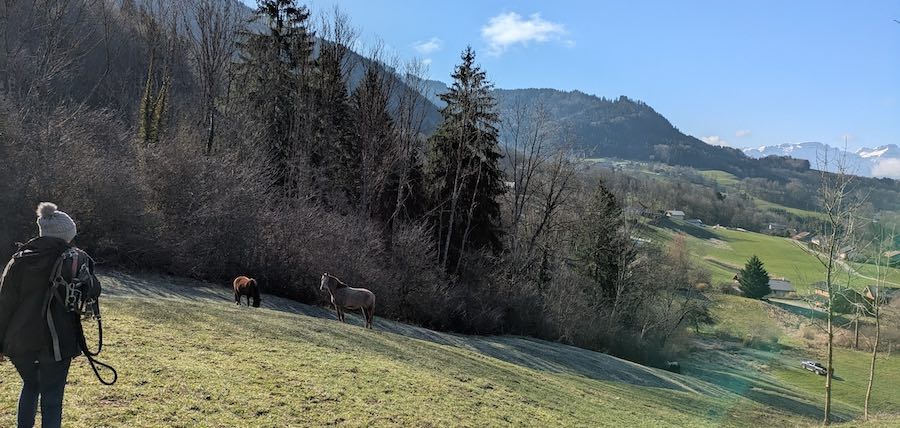 chevaux haute savoie