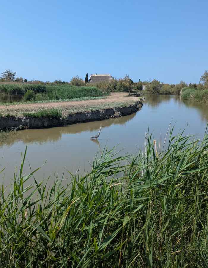 camargue heron cendre