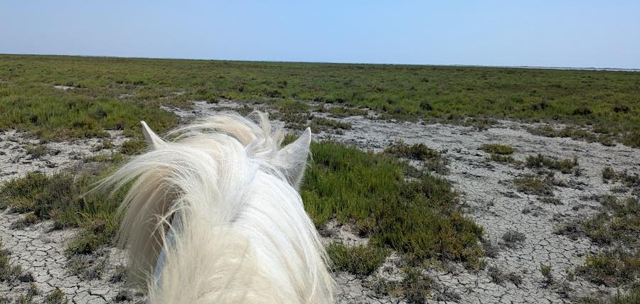 randonnee equestre camargue