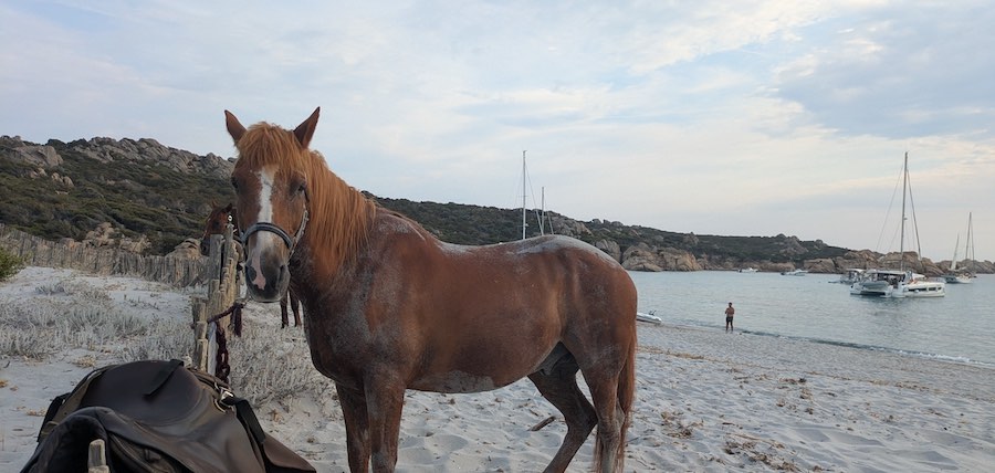Balade à cheval Ajaccio : la baignade avec les chevaux !
