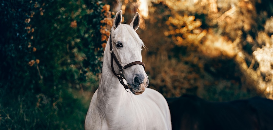 Anti stress chevaux : comprendre le stress et aider son cheval à s’apaiser