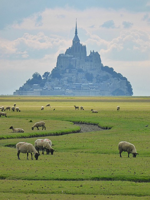 moutons mont saint michel